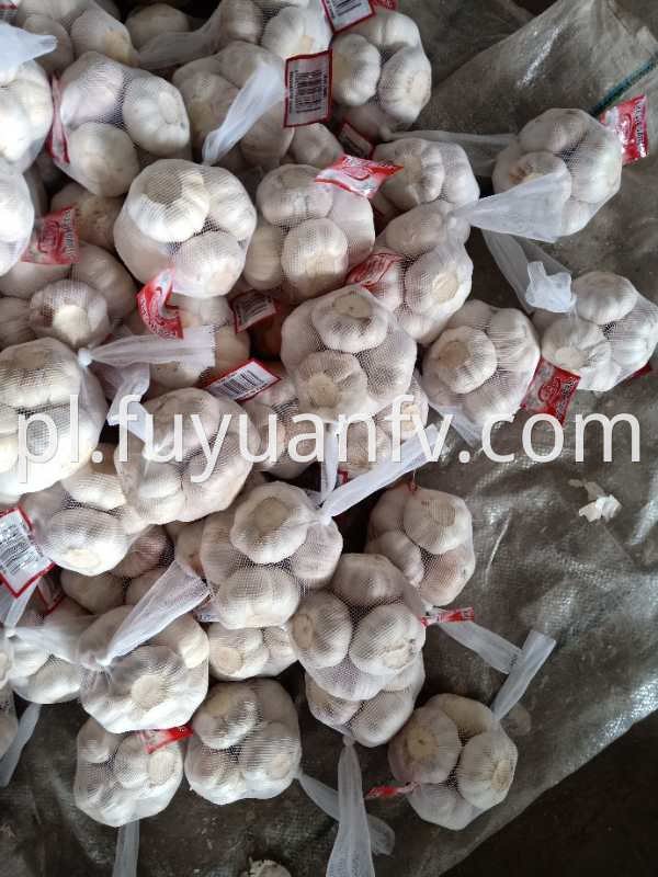 normal white garlic to UK